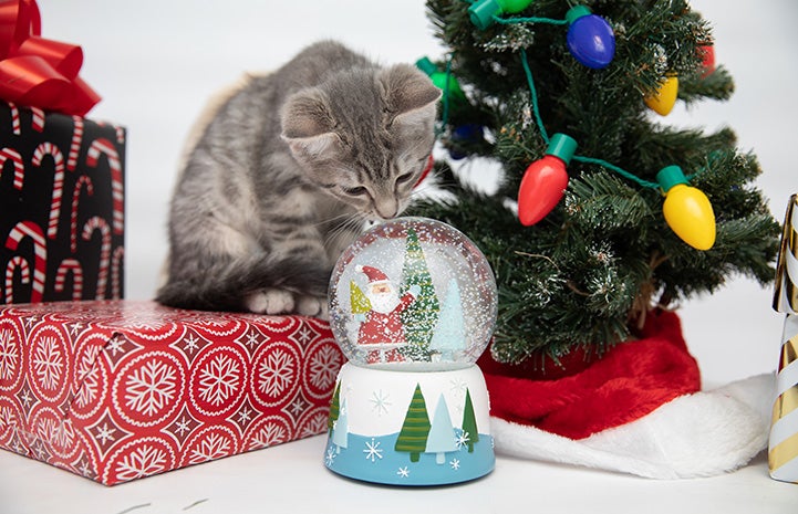 Gray tabby kitten sniffing a snow globe surrounded by holiday presents and a tree