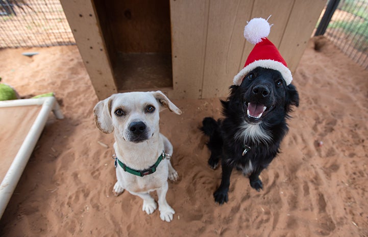A small yellow dog sitting next to a black and white dog wearing a Santa hat