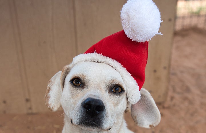 Small yellow dog wearing a Santa hat
