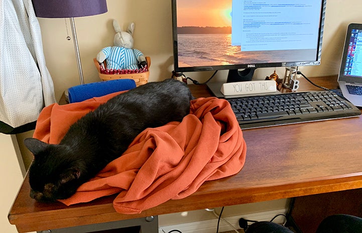 Carly the black cat lying on an orange blanket on a desk next to a computer