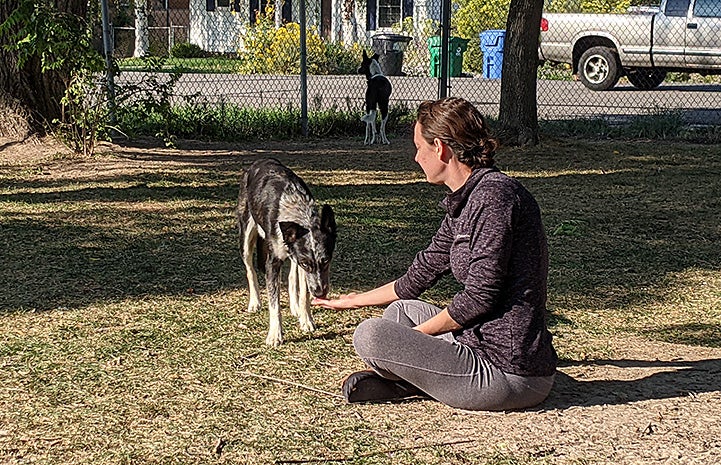 Ashely sitting outside in the yard with Azzurra the dog coming up to sniff her