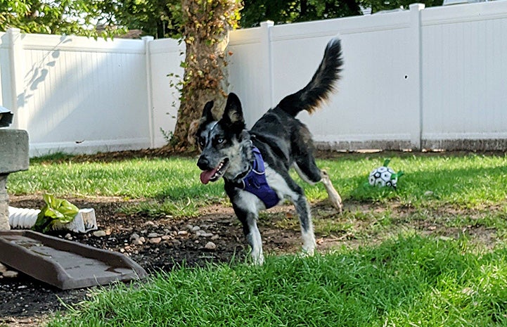 Azzurra the dog running outside in the yard