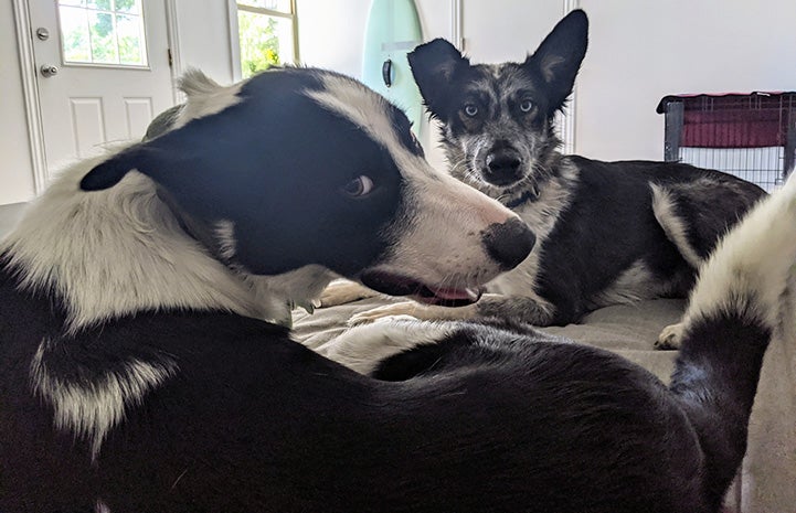 Azzurra and Petey the dogs lying next to each other inside