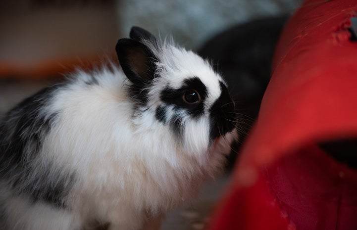 Rabbit Firecracker next to a red play tunnel