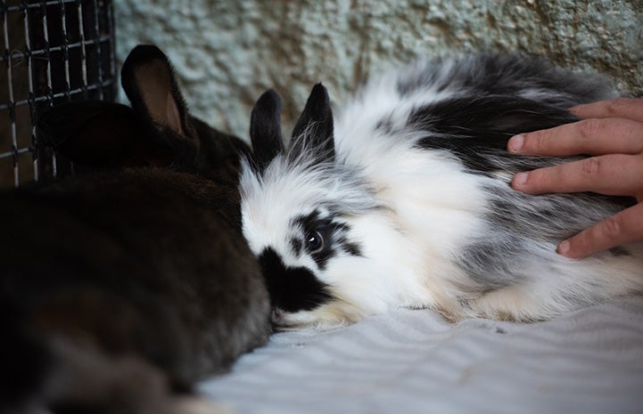 Firecracker the bunny being pet by a human hand while next to another rabbit