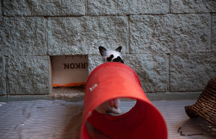 Firecracker the rabbit on the far end of a red play tunnel