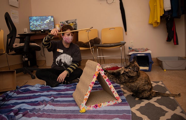 Woman playing with a wand toy with Everest the tortoiseshell cat