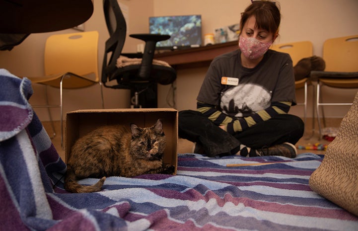 Everest the tortoiseshell cat lying in a cardboard box with a woman sitting behind her