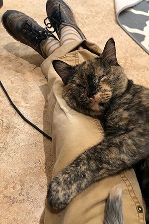 Everest the tortoiseshell cat lying on a person's lap
