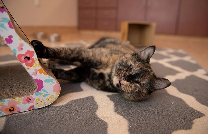Everest the tortoiseshell cat lying on her side on some carpet, next to a triangle-shaped scratcher