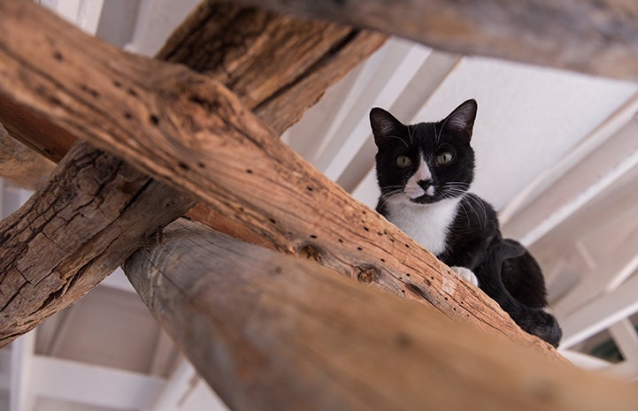 Luigi started in the rafters, but curiosity got him to start coming down to explore