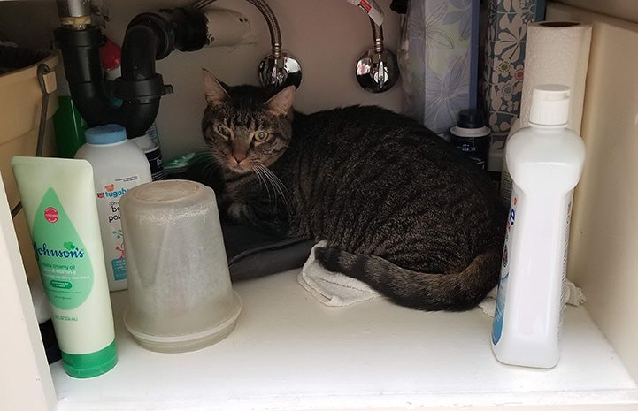 Fenny the cat hiding under a sink