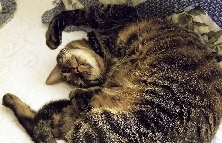 Fenny the brown tabby cat rolling over on his back to look cute