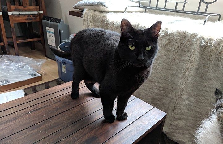 Harrison the black cat standing on a wooden table