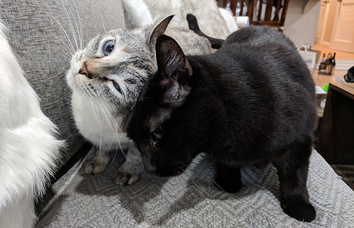 A head bump between Harrison the black cat and a Siamese mix cat