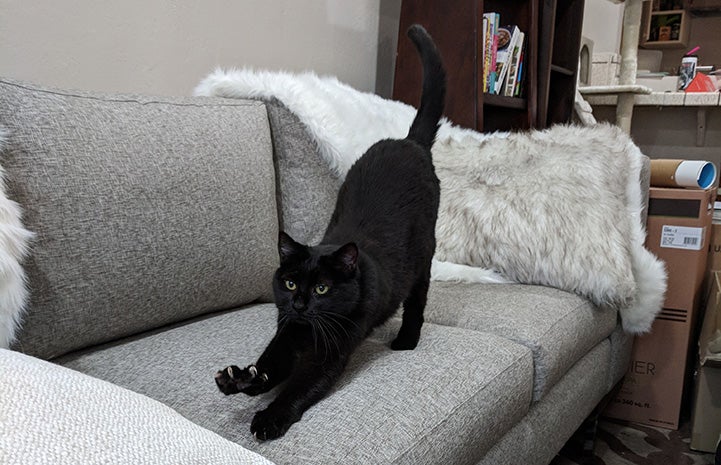 Black cat Harrison stretching on a couch