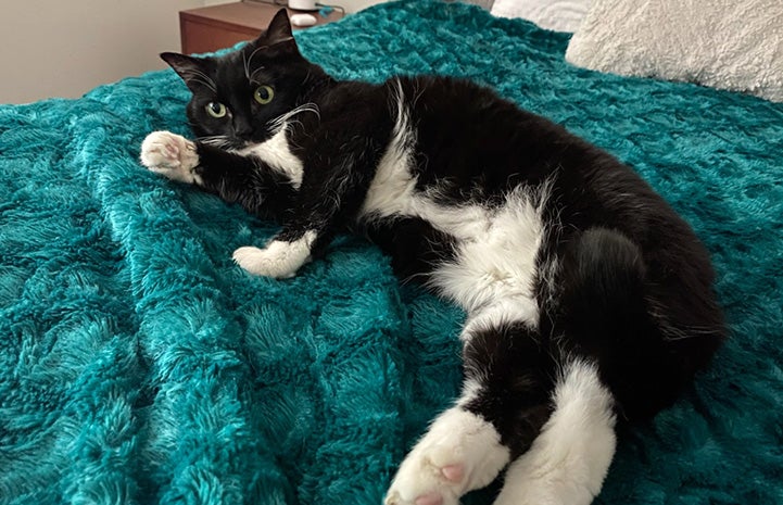 St. Clair the cat lying on her side on a fluffy teal bedspread