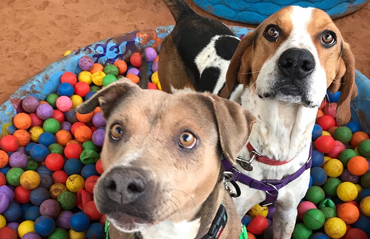 Stax and Fenway the dogs playing in a ball pit