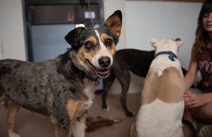 Marble the dog standing in front of two other dogs and a woman