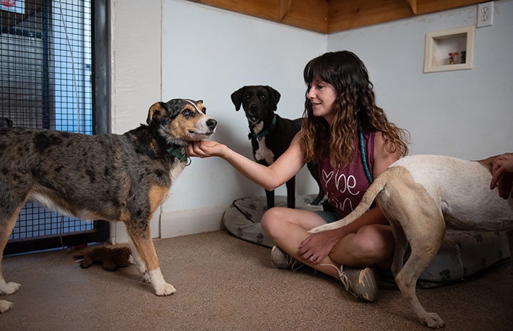 Woman petting Marble the dog's chin, while in a room with two other dogs
