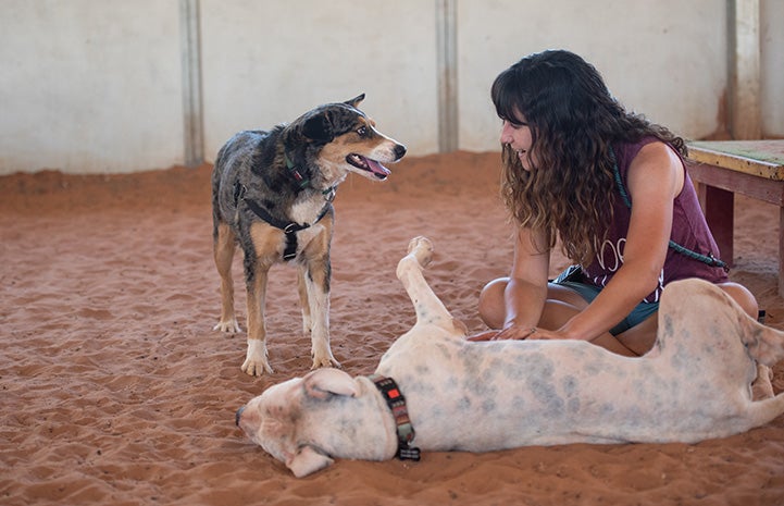 Marble the dog looking at a woman who is petting the belly of another dog