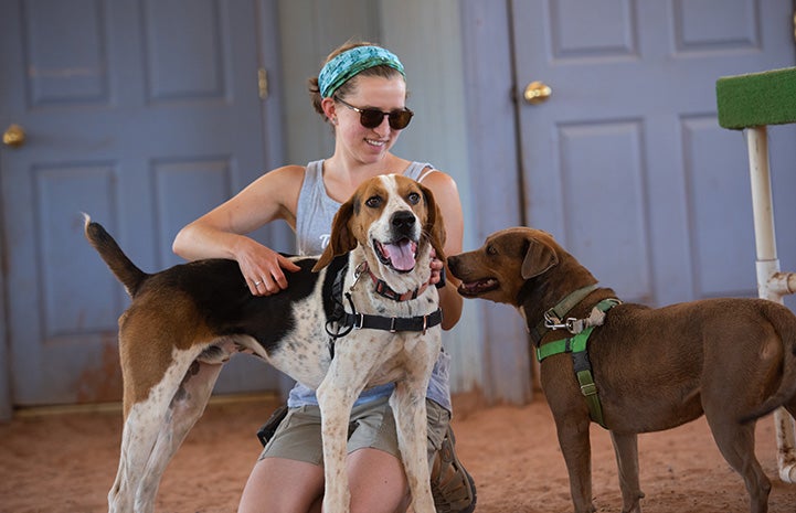 Fenway and Stax the dogs with a woman