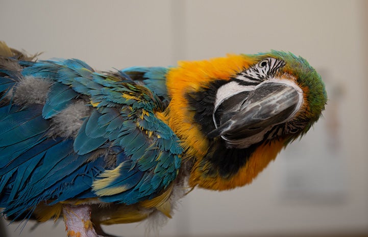 Riley the macaw looking forward toward the camera with his head tilted to the side