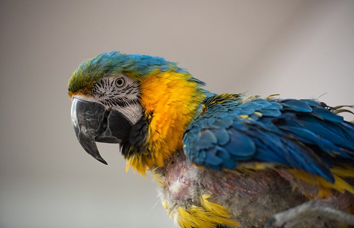 Profile of Riley the macaw