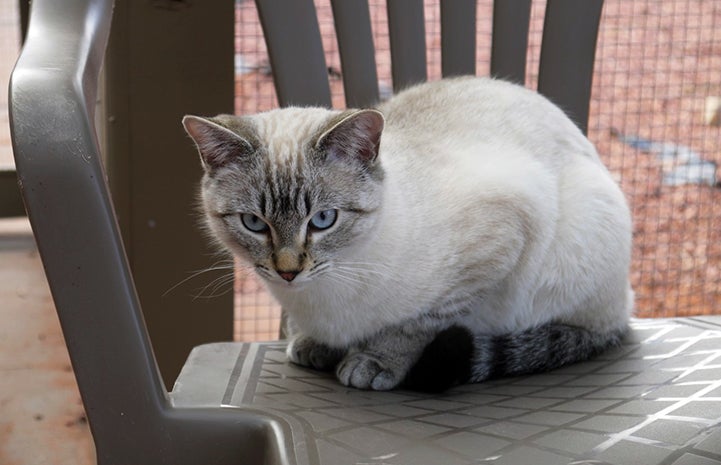 Siamese kitten Xenia lying on a chair