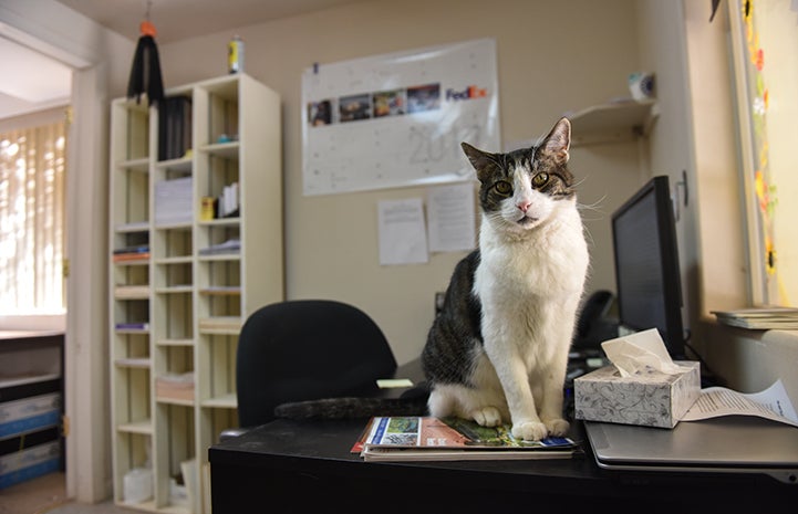 Abner, who loves being an 'only cat,' ensures that all shipping and receiving operations are running smoothly