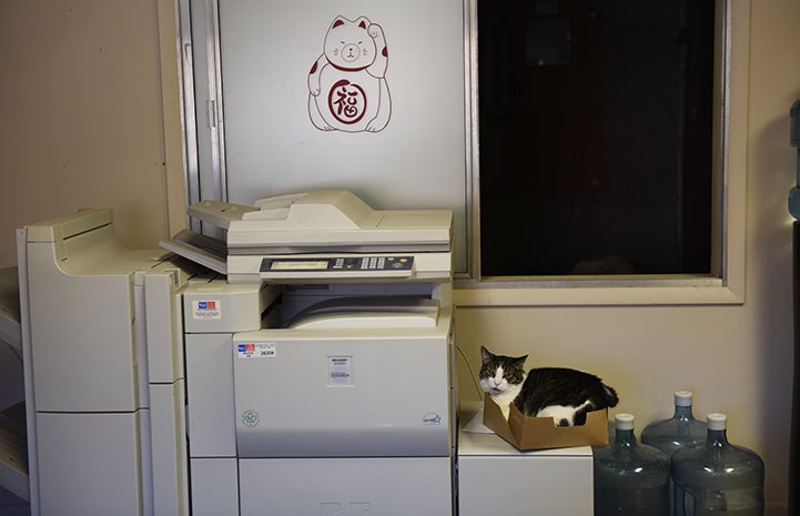 Abner the 'single cat' doesn't care for the company of other cats, so the mailroom is a great place for him to stay