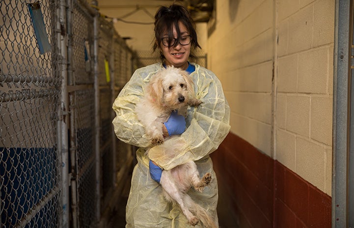 Yessy Banda in protective gown and gloves holding a puppy at Palm Valley Animal Center (PVAC)