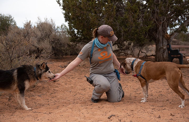 Woman squatting outside in the sand between Togo and Tank the dogs, giving them each treats
