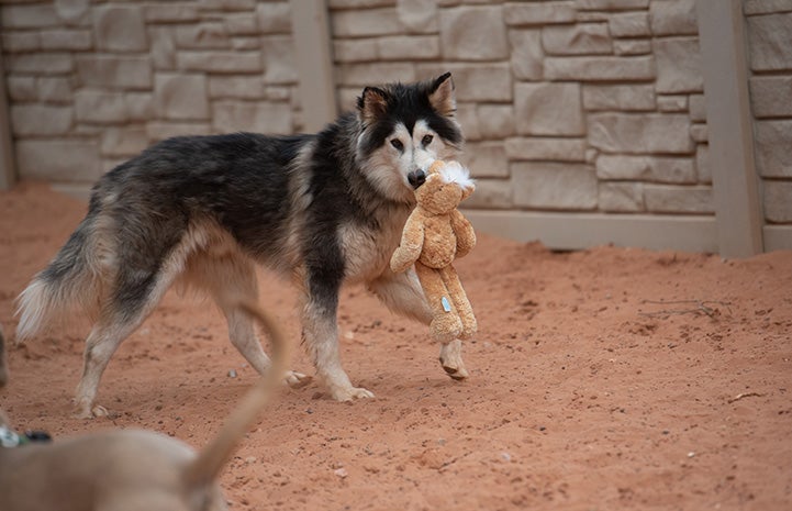 Togo the husky with a plush toy in his mouth