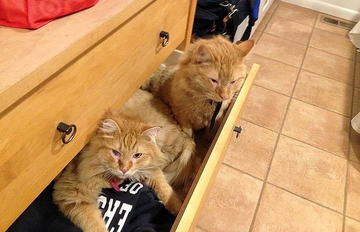 Bogie and Oleander the cats in a drawer together during a sleepover