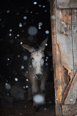Speedy the donkey in a barn with the door open while it snows outside