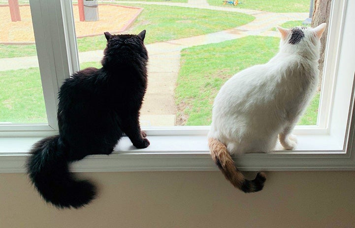Precious and Bella the cats looking out a large window
