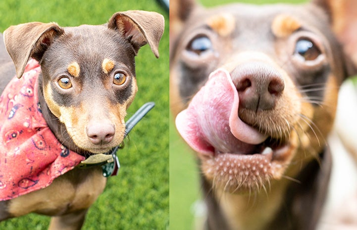 Collage of two photos of Rusty and Rosie Posie the dogs