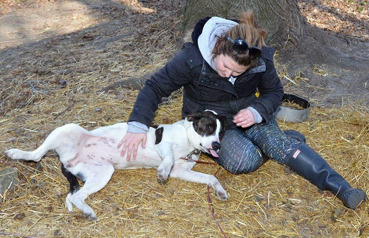 Georgie the dog lying on his side while a Rachel Beno rubs his belly