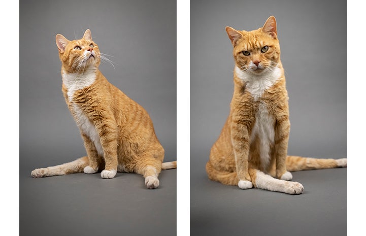 Two photos of orange tabby and white cat Solarflare, sitting with legs splayed