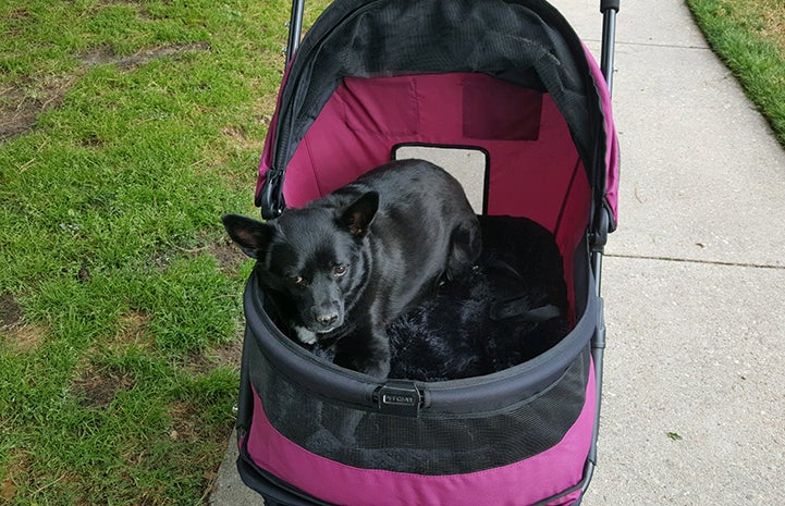 Julius the small black dog with a neurological condition is wheeled through the neighborhood parks in his own cushy stroller