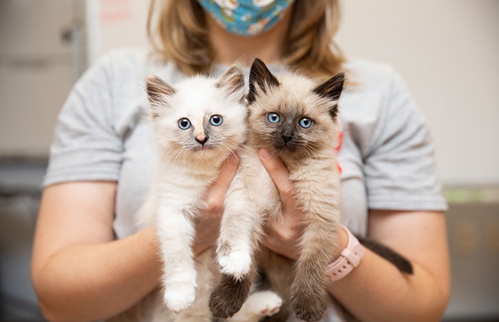 Masked person holding Waffle Love and Donut Kebab the kittens 