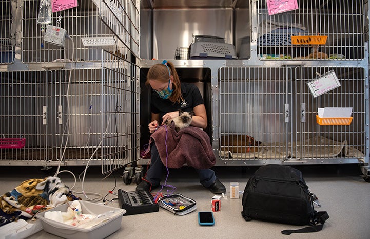 Dr. Chrissy sitting in a kennel with Waffle Love the kitten on a towel on her lap administering stimulation treatment