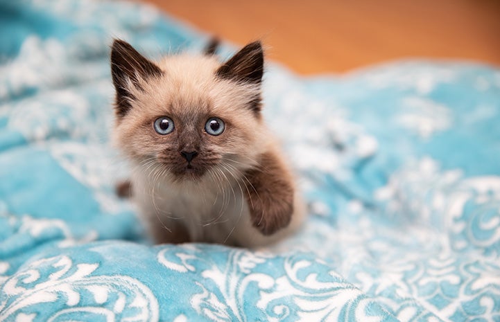 Waffle Love the kitten walking straight toward the camera on a blue and white blanket