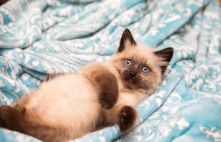 Waffle Love the kitten lying on his back on a blue and white blanket