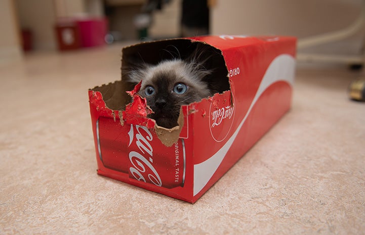 Waffle Love the kitten hiding in a box for a 12-pack of Coka-Cola