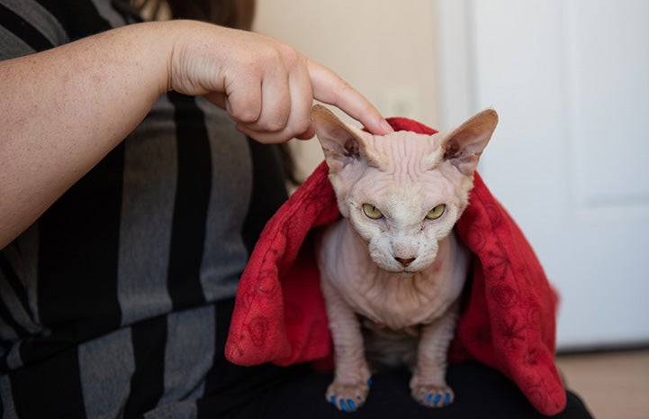 Tivoli the Sphinx cat with a red "cape" and wearing blue nail covers