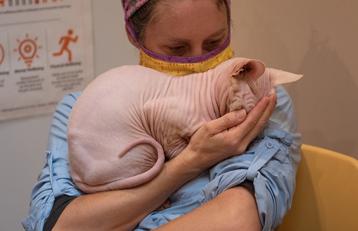 Tivoli the Sphinx cat being held with his face in the woman's hand