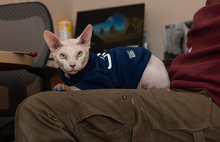 Tivoli the Sphinx cat wearing a shirt and lying on a lap