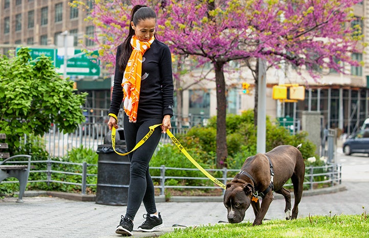 Volunteer Hiromi Nobata wearing an orange and white scarf walking a dog on a yellow Adopt Me leash